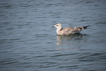 in the photo seagulls are swimming in the sea