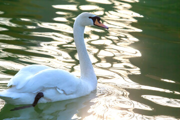 Graceful swan swimming in shimmering water during golden hour