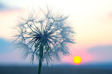 Dew-kissed dandelion silhouettes against a vibrant sunset sky at twilight