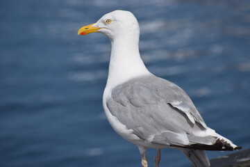 A pair of seagulls in the city port