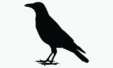 Crow silhouette bird, Vector, isolated black silhouette bird, crow collection 