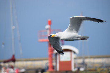Obraz premium white seagulls on the background of the blue sea.