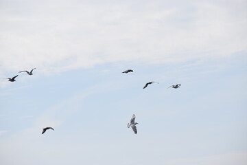 birds in the sky