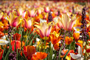 Blumen Bundesgartenschau Mannheim
