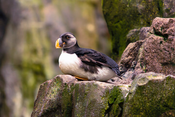 An Atlantic Puffin rests on a mossy rock