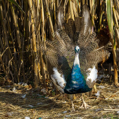 A peacock stands on the ground with partially fanned feathers, surrounded by scattered plumes and tall dry grasses in a natural outdoor setting.