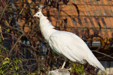 A white peacock stands gracefully on a wooden post in an outdoor garden setting, with foliage and a tiled-roof structure softly blurred in the background.