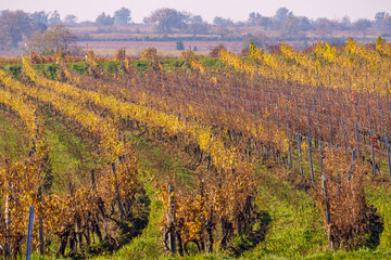 A scenic vineyard with curved rows of grapevines in vibrant autumn hues stretches across a rural landscape, showcasing agricultural beauty and seasonal transformation in nature.