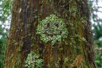 Moss and plants growing on a tree trunk forming a natural smile shape, symbolizing happiness in nature and environmental harmony.