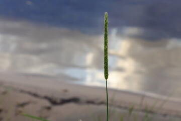 Grass straw one summer evening. Isolated photo. Blurred background.
