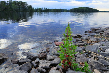 Seascape view one summer evening. Usken lake, Nora, Bergslagen, Sweden.