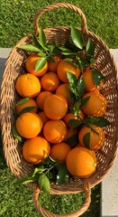 harvested oranges in brown baskets 