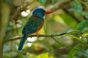 Green-backed kingfisher Actenoides monachus colourful bird in Alcedinidae endemic to Indonesia, can be found in the protected areas of Lore Lindu, Bogani Nani Wartabone, and Tangkoko Batuangus