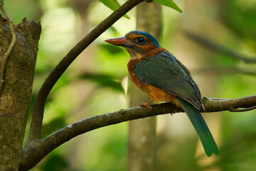 Green-backed kingfisher Actenoides monachus colourful bird in Alcedinidae endemic to Indonesia, can be found in the protected areas of Lore Lindu, Bogani Nani Wartabone, and Tangkoko Batuangus