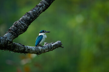 Collared Kingfisher - Todiramphus chloris medium-sized kingfisher subfamily Halcyoninae, the tree kingfishers, also known as the white-collared kingfisher or mangrove kingfisher, blue bird on branch