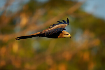 Flying Black kite Milvus migrans medium-sized bird of prey in Accipitridae, opportunistic hunters...