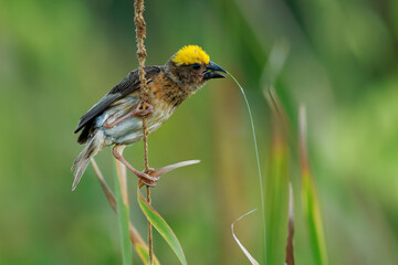 Streaked weaver Ploceus manyar weaver bird found in South Asia and South-east Asia. beautiful song bird with yellow cap building the nest in reeds, singing woth open wings