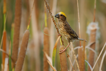Streaked weaver Ploceus manyar weaver bird found in South Asia and South-east Asia. beautiful song bird with yellow cap building the nest in reeds, singing woth open wings