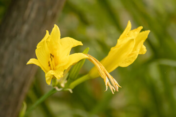 A pair of yellow flowers in the summer