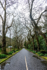 Fototapeta premium Wet cobblestone road in the Azores, surrounded by lush green trees and dense vegetation, capturing the island's serene, misty atmosphere.