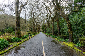 Wet cobblestone road in the Azores, surrounded by lush green trees and dense vegetation, capturing the island's serene, misty atmosphere.