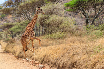 Giraffe in savanna in Serengeti national park in Tanzania. Wild nature of Tanzania, East Africa