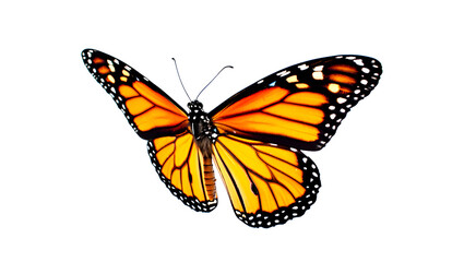 Obraz premium Monarch butterfly isolated on white background