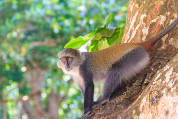 Sykes' monkey (Cercopithecus albogularis), also known as the white-throated monkey or Samango monkey sitting on a tree in Jozani forest on Zanzibar, Tanzania