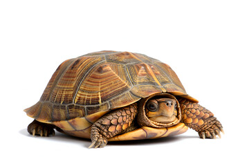 Obraz premium turtle isolated on white background