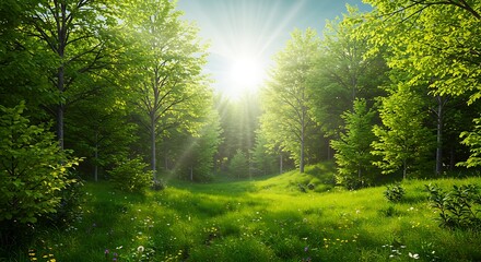 Obraz premium Vibrant green forest with sunlight filtering through trees, serene