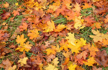 Autumnal Maple Leaves on green Grass top view autumn background
