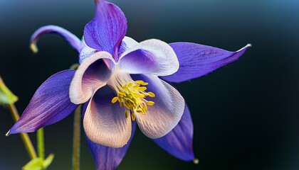 10 x 8 macro of a common columbine flower
