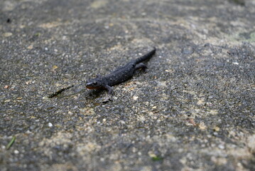 Salamander
