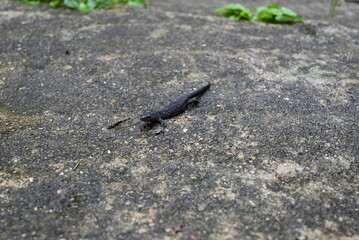 Salamander