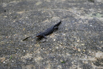 Salamander