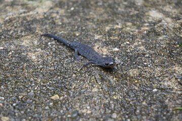 Salamander