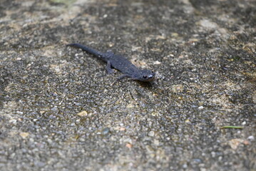Salamander