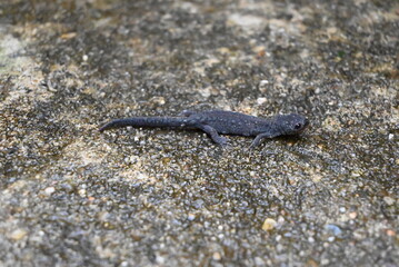 Salamander