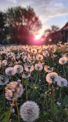 White fluffy dandelions in the rays of the evening sun. The end of blooming phase.
