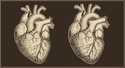 Anatomical Heart Illustration: Detailed Engraving of Human Organ.
