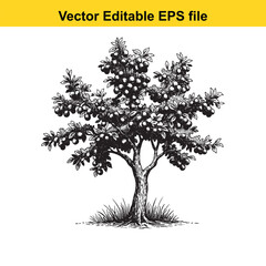 Obraz premium Vector art of vintage style drawing of a fruit tree, isolated on white background