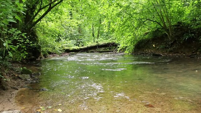 Untouched forest creek floating calm and gentle through green forest wilderness with little rapids as environmental reserve and hiking idyll or travel destination in relaxing vacations tranquil nature