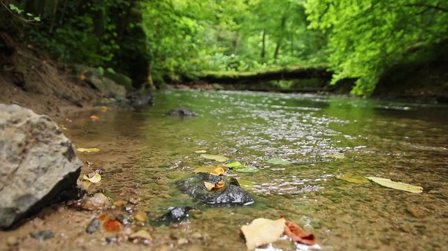 Untouched forest creek floating calm and gentle through green forest wilderness with little rapids as environmental reserve and hiking idyll or travel destination in relaxing vacations tranquil nature