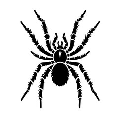 Obraz premium spider on a white background