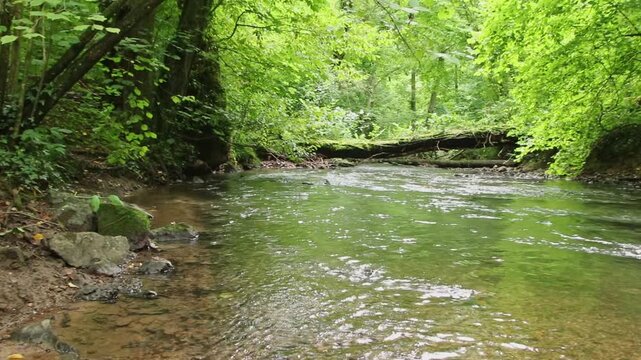 Untouched forest creek floating calm and gentle through green forest wilderness with little rapids as environmental reserve and hiking idyll or travel destination in relaxing vacations tranquil nature