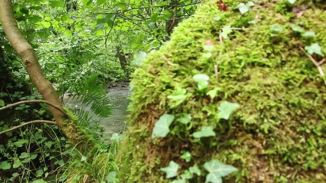 Atmospheric creek reveal floating through idyllic wilderness and untouched forest shows natural environmental conservation and freshwater habitat. Calm flowing creek with rapids and clear water idyll.