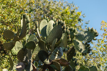 Large cactus plant displays vibrant green pads and developing buds against a backdrop of lush vegetation and clear blue sky, showcasing the beauty of nature