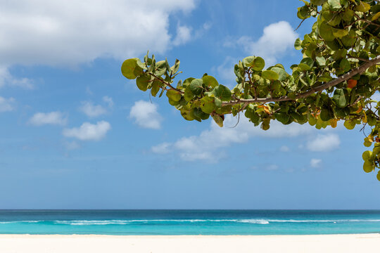 A branch hangs from a Fofoti tree, with Eagle Beach and the ocean in the background on the island of Aruba.