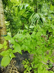 Fresh green  foliage showcasing detailed textures of tropical plant leaves, exuding a fresh and natural atmosphere. Perfect for nature, botany,
