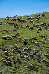 Flock of sheep grazing on green meadow. Sheep herd feeding peacefully on lush pasture. Natural farming scene with grazing sheep.